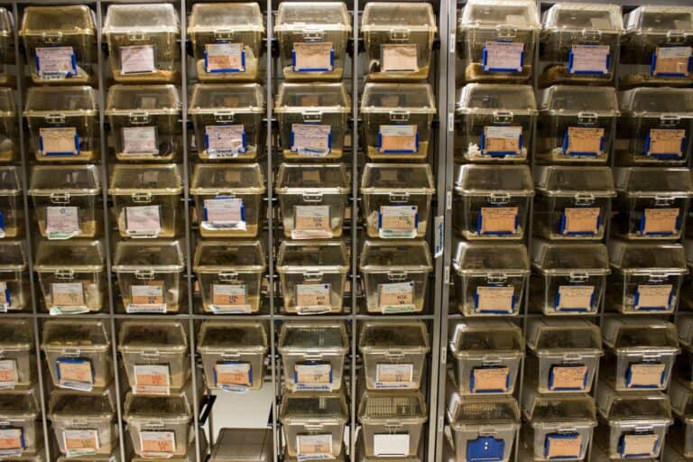 Ainda precisamos de animais na investigação científica?