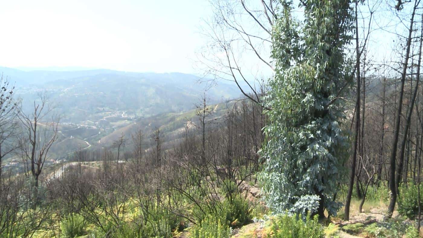 BE defende arranque de eucaliptos