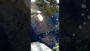 Descargas poluentes no Ribeiro dos Amiais são "inadmissíveis"