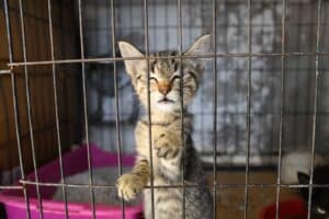 Famalicão vai ter um&nbsp;Centro de Recolha Animal