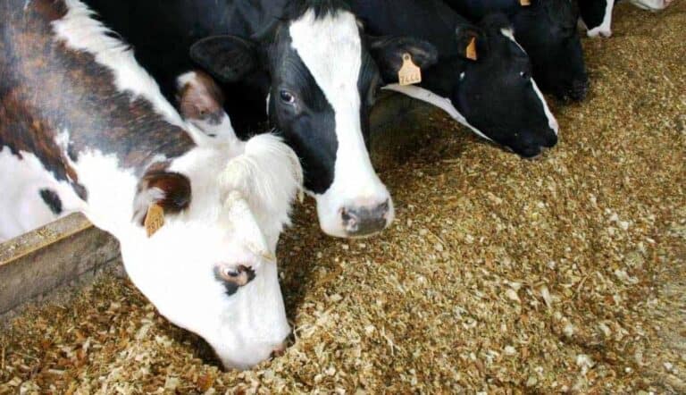 Alunos de Braga têm "aula" sobre alimentação animal