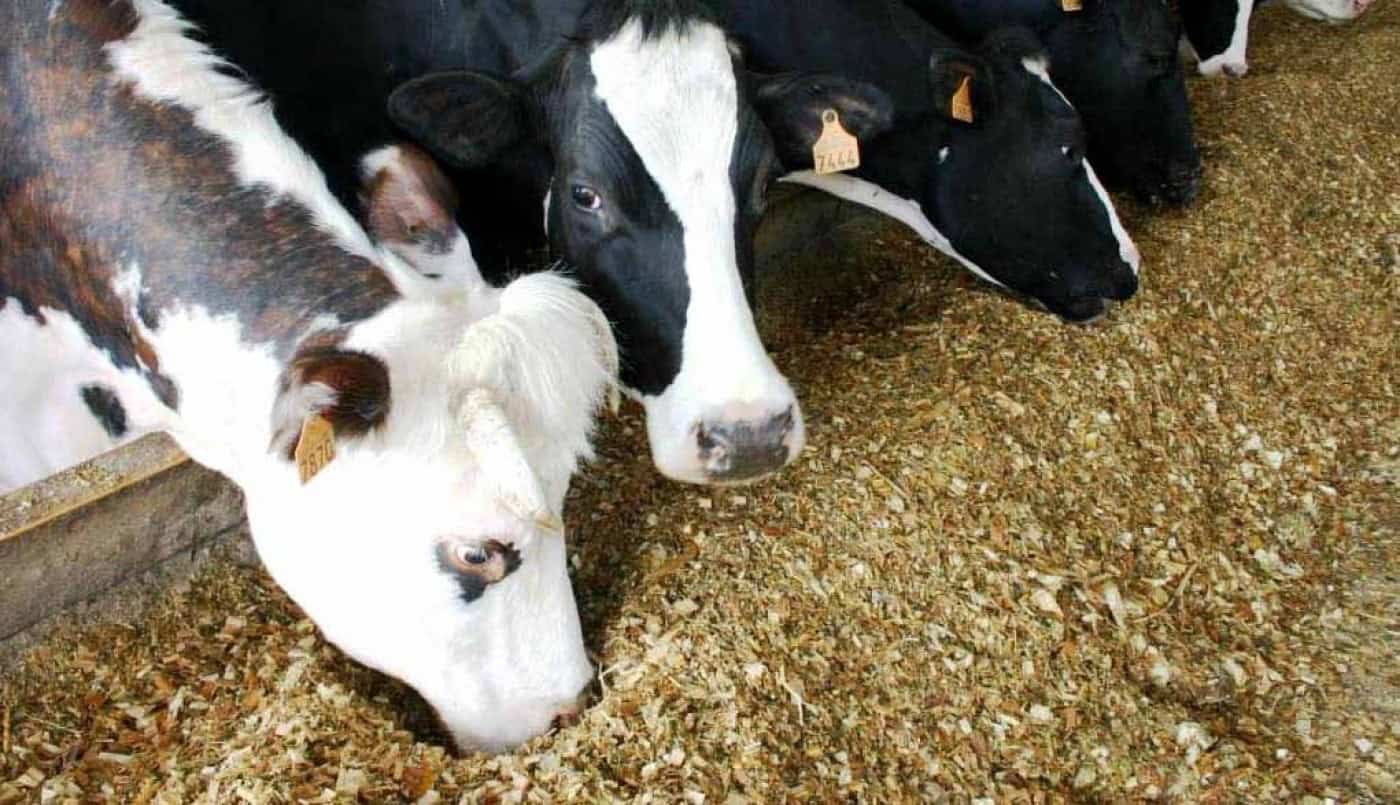 Alunos de Braga têm "aula" sobre alimentação animal