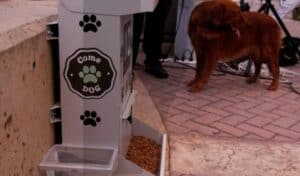 Braga para Todos defende comedouros para cidade mais limpa