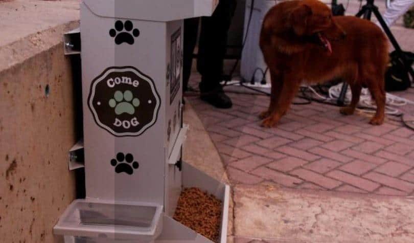 Braga para Todos defende comedouros para cidade mais limpa