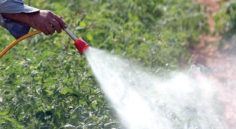 Braga para Todos condena uso de herbicida ‘Montana’