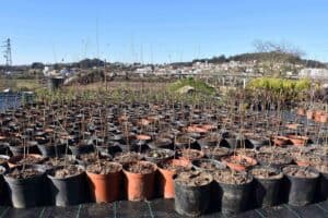 Famalicão. 25 hectares para plantar 25 mil árvores até 2025