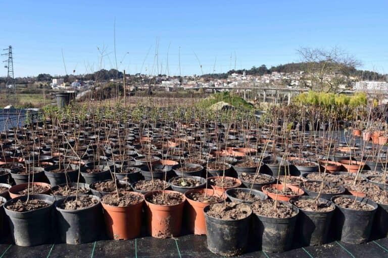 Famalicão. 25 hectares para plantar 25 mil árvores até 2025