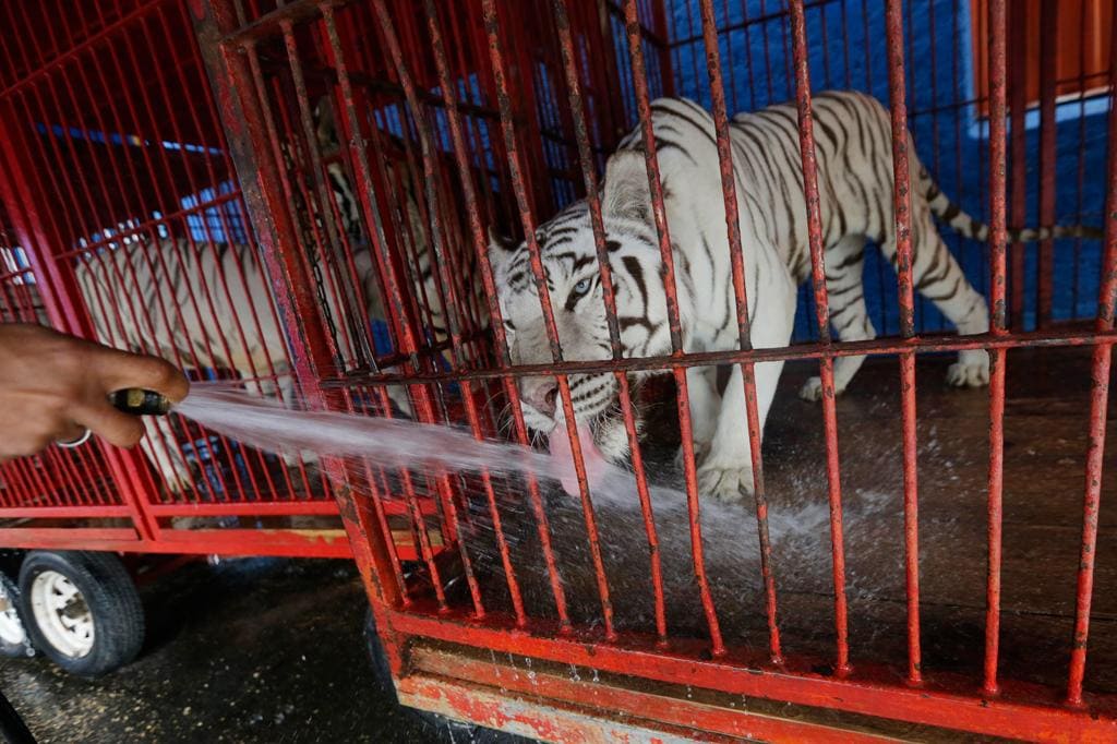 Circo sem animais. O pedido do Braga Para Todos ao município