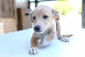 SC Braga e ABRA juntos pela adopção de animais