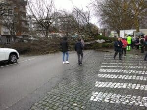 Árvore de grande porte cai no centro de Famalicão