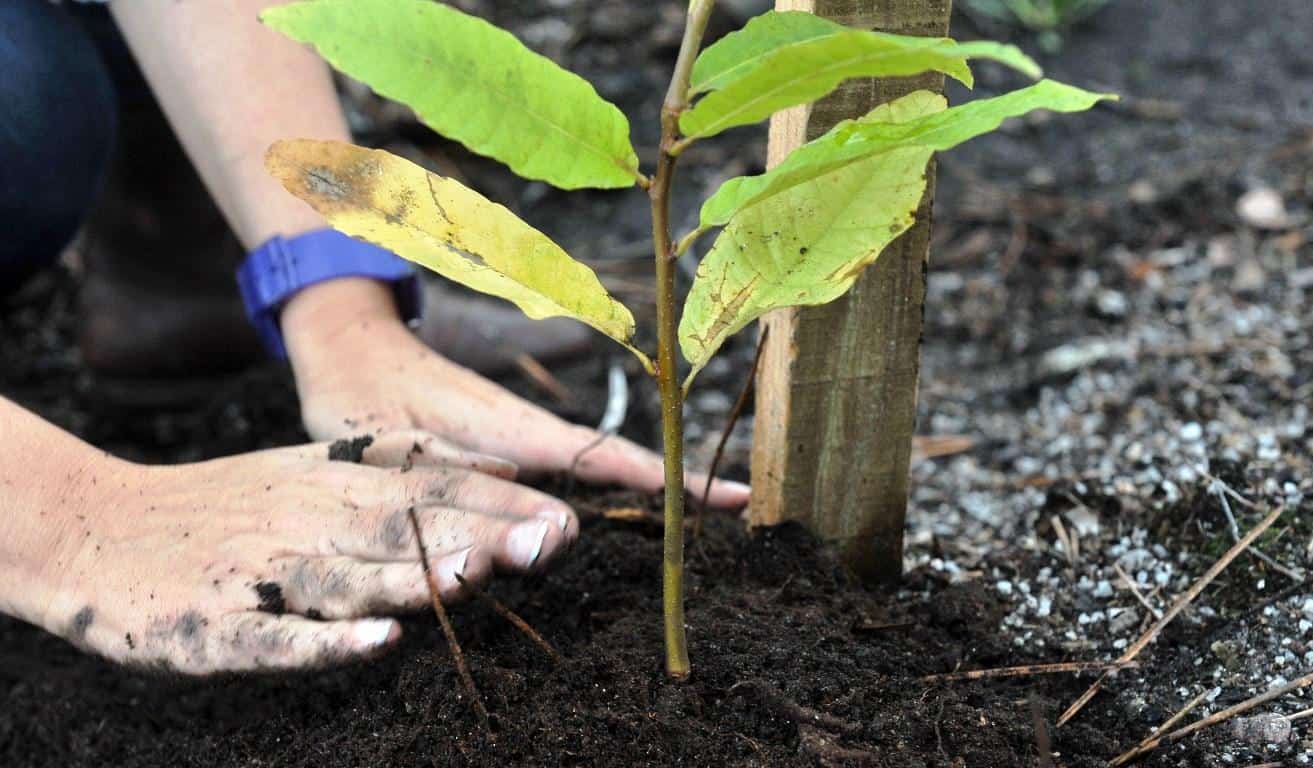 CMB desenvolve acção de reflorestação em Esporões