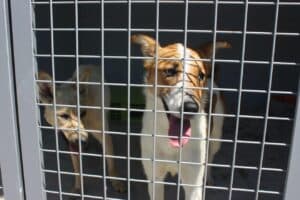 AGERE confirma abate de 40 cães. 14 estão em quarentena