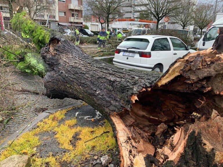 "Não havia nenhum indício de que a árvore pudesse cair”