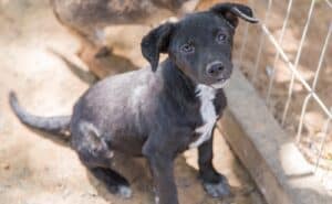 Famalicão lança cheque-veterinário para incentivar adoção